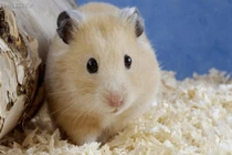 5 con giáp ngày càng giàu lên theo từng năm