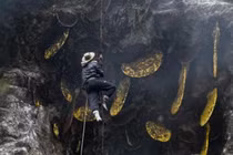 Leo vách đá săn của báu, sẩy chân là "tan xương nát thịt"