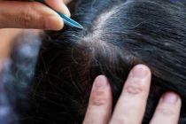 Mối nguy hại khôn lường từ việc nhổ tóc bạc