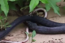 Video: Rắn nuốt chửng đồng loại rồi bất ngờ nhả ra 