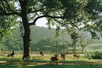 Thảo nguyên mới nổi cách Hà Nội 120km hút khách cắm trại, tránh nóng 