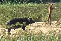 Giải cứu kỳ đà, trâu rừng húc sư tử bay lộn nhào trên không