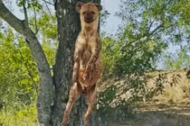 Nỗ lực hay trò lố lăng của linh cẩu trong cơn đói?