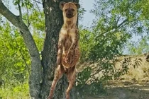 Nỗ lực hay trò lố lăng của linh cẩu trong cơn đói?