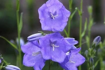 Sự nghiệp của 12 con giáp trong tháng 10