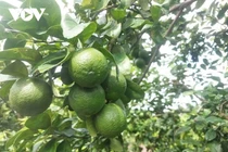 Giá chanh tăng gấp đôi, nhiều nhà vườn trúng đậm