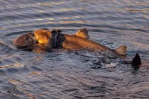 Khoảnh khắc cá mập lim dim trong vòng tay ấm áp của rái cá