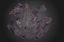 Phát hiện da của sinh vật sống cách đây 290 triệu năm 