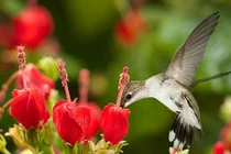 Ai sinh tháng Âm lịch này có sao tốt chiếu mệnh, biến nguy thành an 