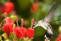 Ai sinh tháng Âm lịch này có sao tốt chiếu mệnh, biến nguy thành an 