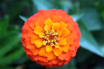 Từ giữa tháng 3 Âm lịch, 3 con giáp đột phá trong công việc