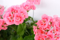 3 tuần tới, 3 con giáp tiền quấn chặt thân, muốn buông cũng khó 