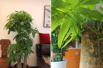 Trồng cây kim ngân, chôn 3 “nguyên liệu” này vào đất, rễ sẽ không thối 