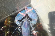 Ngư dân Mỹ bắt được tôm hùm màu kẹo bông siêu quý hiếm