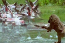 Video: Khỉ đầu chó săn chim hồng hạc cực kỳ dã man