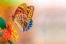 3 con giáp bước qua tháng 6 Âm lịch 1 cách mỹ mãn