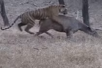 Hổ mệt “bở hơi tai” khi cố gắng kết liễu hươu 