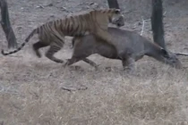 Hổ mệt “bở hơi tai” khi cố gắng kết liễu hươu 