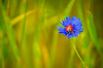 Sinh vào tháng Âm lịch này năm 2022 thoát nghèo ngoạn mục, tài khoản nhấp nháy 