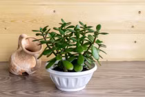 6 loại cây trồng trong nhà vào mùa hè, được ví như máy làm mát