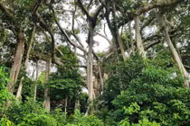 Choáng trước cây đa ngàn năm ẩn mình giữa bán đảo Sơn Trà