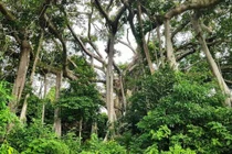 Choáng trước cây đa ngàn năm ẩn mình giữa bán đảo Sơn Trà