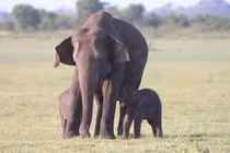 Video: Phát hiện cặp voi con sinh đôi vô cùng hiếm gặp