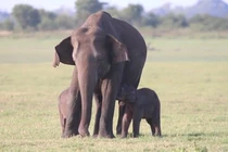 Video: Phát hiện cặp voi con sinh đôi vô cùng hiếm gặp