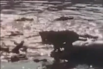 Sư tử thoát thân ngoạn mục trong vòng vây của 40 con cá sấu 