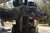 Mổ bụng cá sấu "quái vật", phát hiện lời giải cho nhiều vụ mất tích