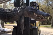 Mổ bụng cá sấu "quái vật", phát hiện lời giải cho nhiều vụ mất tích