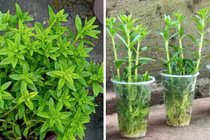 Loại rau có mùi thơm sảng khoái, giúp giải độc, chữa ung thư