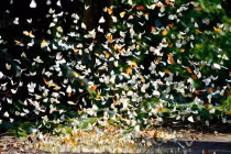 Cúc Phương là "Vườn quốc gia hàng đầu châu Á" năm 2023