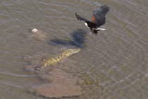 Cận cảnh chim ưng cướp mồi từ miệng cá sấu