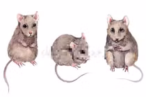 Vận hạn qua đi, top 3 con giáp cầu được ước thấy