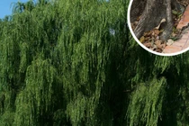 Cһό khóc nửa đêm, gà bay lên mái, liễu rậm trước mồ: Vì sao?