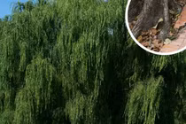 Cһό khóc nửa đêm, gà bay lên mái, liễu rậm trước mồ: Vì sao?