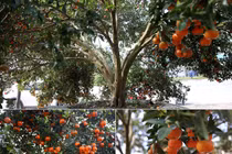 Nghệ An: Cây quýt rừng khổng lồ, giá 100 triệu chưa bán