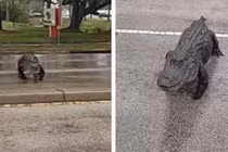 "Quái thú" khổng lồ cụt chân lừng lững băng qua đường gây náo loạn