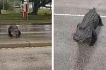 "Quái thú" khổng lồ cụt chân lừng lững băng qua đường gây náo loạn