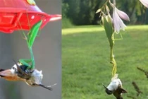 Video: Màn săn chim ruồi và chuột “siêu tốc” của bọ ngựa 