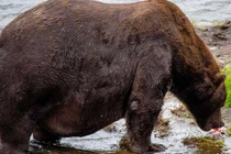 Chú gấu "thở không ra hơi" sau bữa tiệc buffet cá hồi