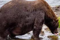 Chú gấu "thở không ra hơi" sau bữa tiệc buffet cá hồi