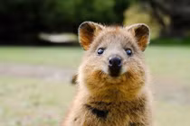 Tại sao loài "động vật hạnh phúc nhất thế giới" có nguy cơ tuyệt chủng?