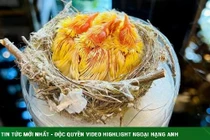 Tổ chim mới nở độc nhất Việt Nam giá gần nửa tỷ đồng