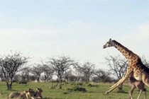 Video: Hươu cao cổ chống trả sư tử, bảo vệ con 