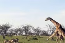 Video: Hươu cao cổ chống trả sư tử, bảo vệ con 