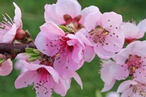 3 con giáp nữ năng lực vượt trội, vượng phu ích tử