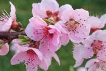 3 con giáp nữ năng lực vượt trội, vượng phu ích tử