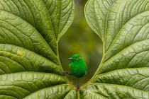 Chiêm ngưỡng ảnh tuyệt đẹp về chim đạt giải quốc tế 2023 